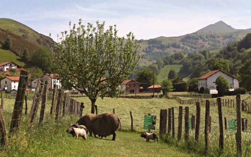 Special Basque pigs raised in the mountain valleys of the Basque country of France