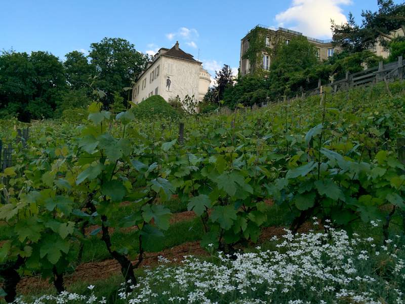 Montmartre vineyard, one of the unusual things to do - Paris Montmartre vineyard, one of the unusual things to do - Paris