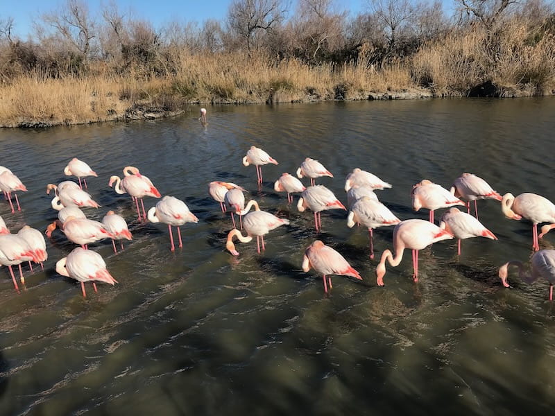Flamingos in the Camargue - you can see these on your road trip in south of France