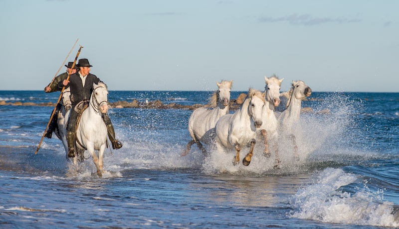 Horses galloping in the Camargue, France, June