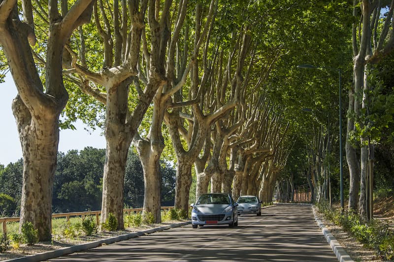 car rentals france along tree-lined road