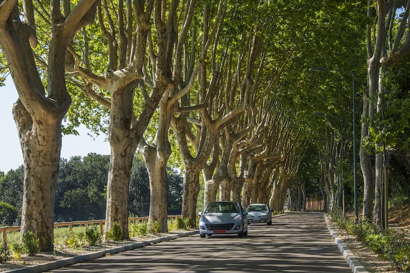 car rentals france along tree-lined road car rentals france along tree-lined road