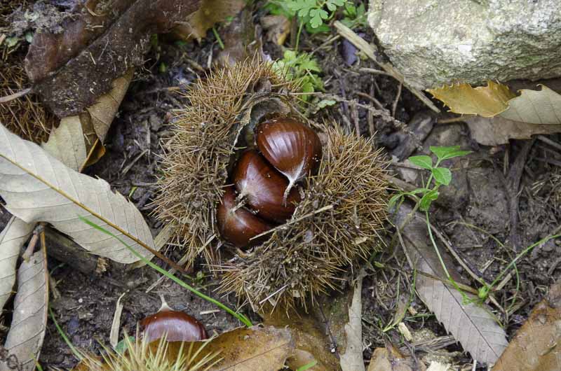 chestnuts ardeche