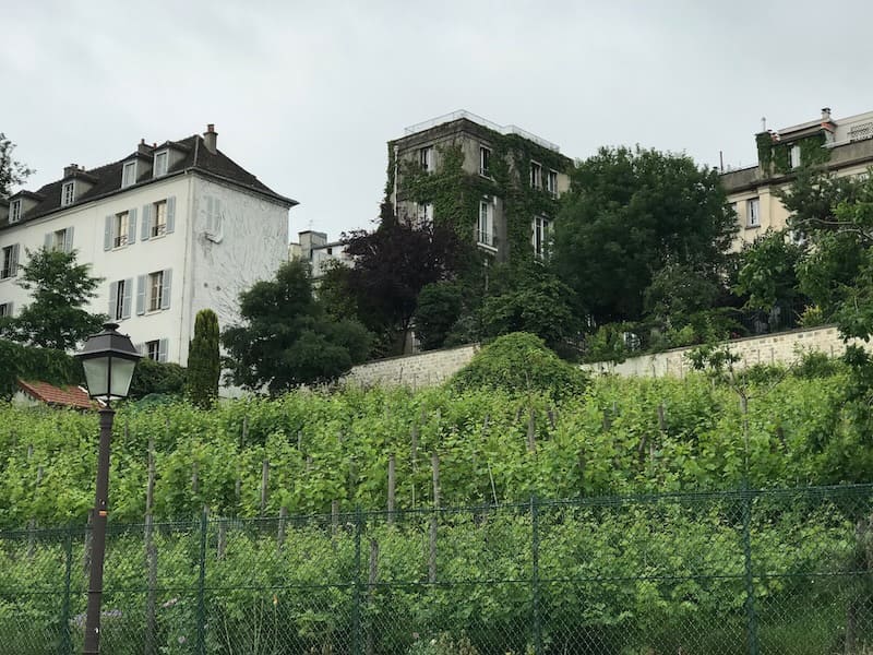 Clos des Vignes in Montmartre, the last vineyard in Paris