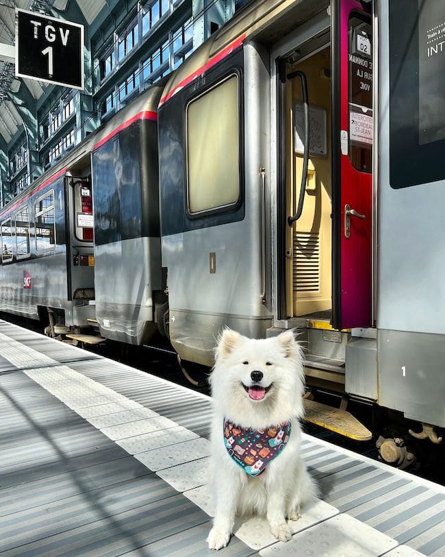 Train travel in France with pets - Coco the Traveling Samoyed