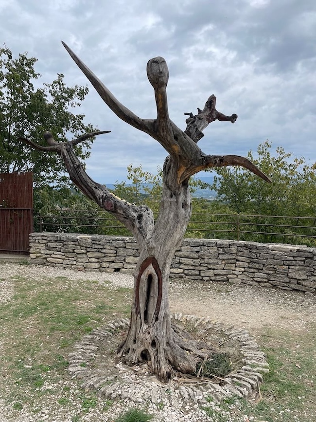 Coucoune tree in Goult Coucoune tree in Goult