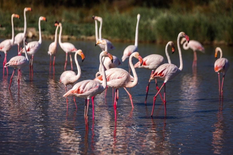 Pink flamingoes in the Camargue, France Pink flamingoes in the Camargue, France