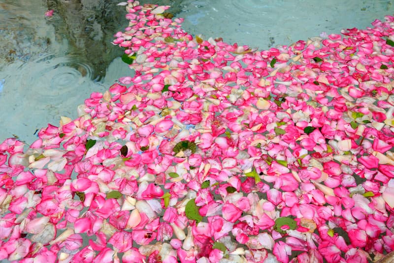 Roses floating in the water during Expo Rose - used by perfume makers in France
