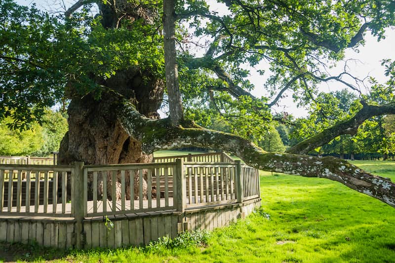 Things to see in Brittany: huge Guillotin Oak