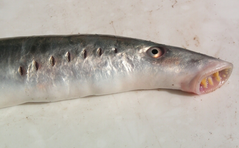 Lamprey fish Lamprey fish
