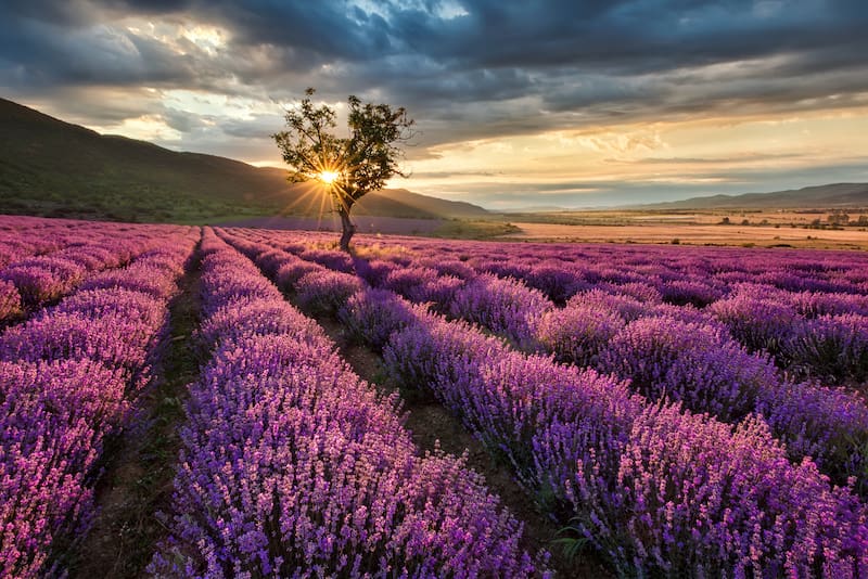 Lavender fields in Provence at sunset
