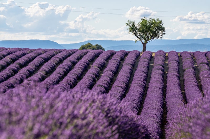 Lavender fields - best time to visit Provence for lavender