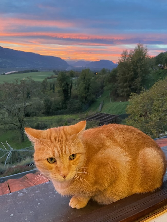 Leo the cat sitting on my roof