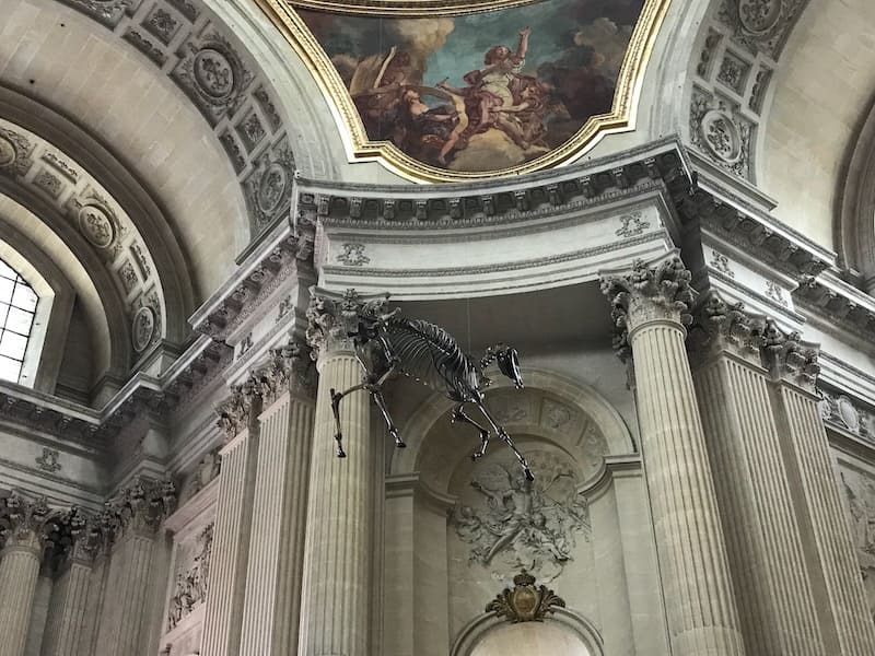 Skeleton of Napoleon's horse, Marengo, hanging over his tomb