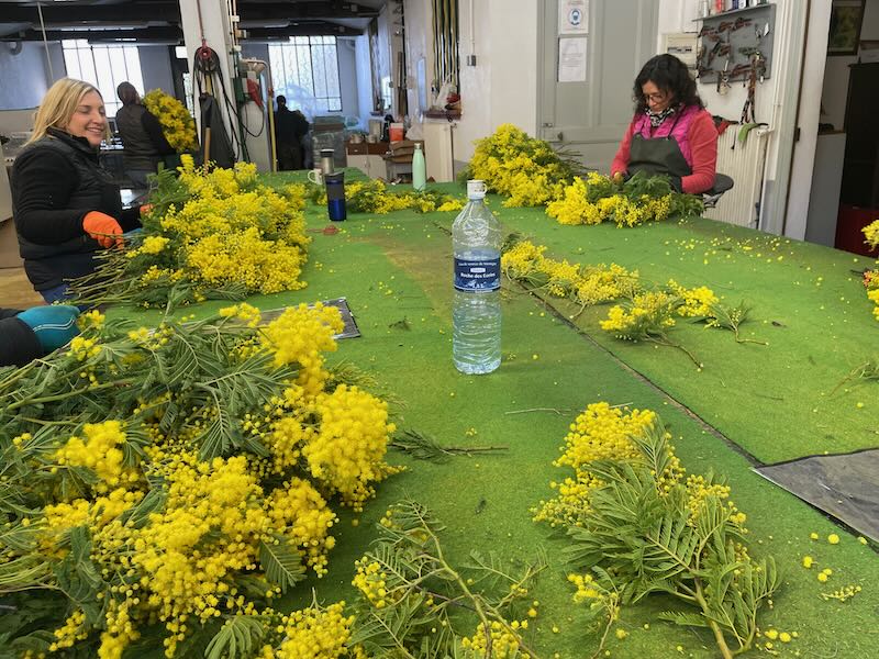forcerie of mimosa in france