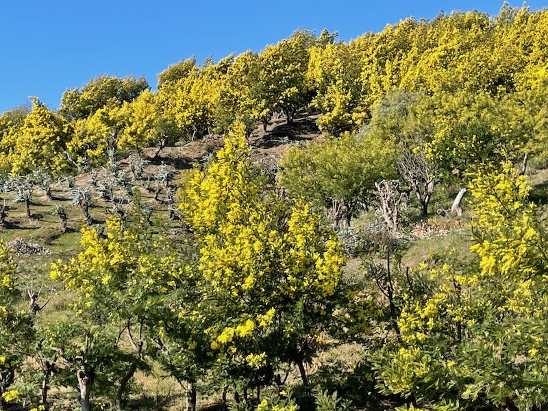 Plantation of mimosa in France