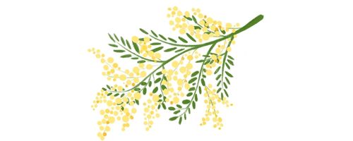 mimosa divider