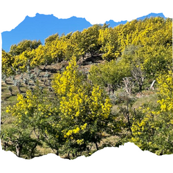 Mimosa trail thumbnail