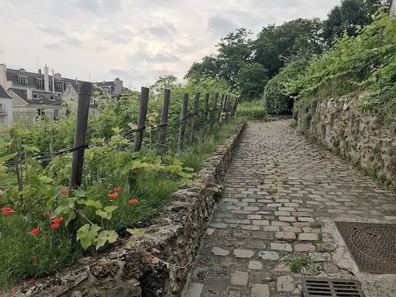 Montmartre vineyard Montmartre vineyard