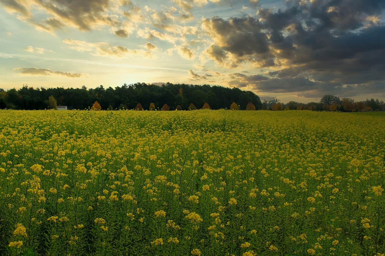 Mustard field in fall Mustard field in fall