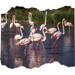 Thumbnail - Unexpected places in France, the Camargue