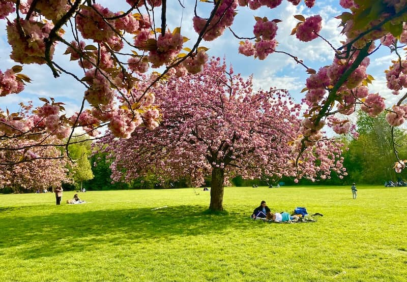 Blooms at the Parc de Sceaux in spring