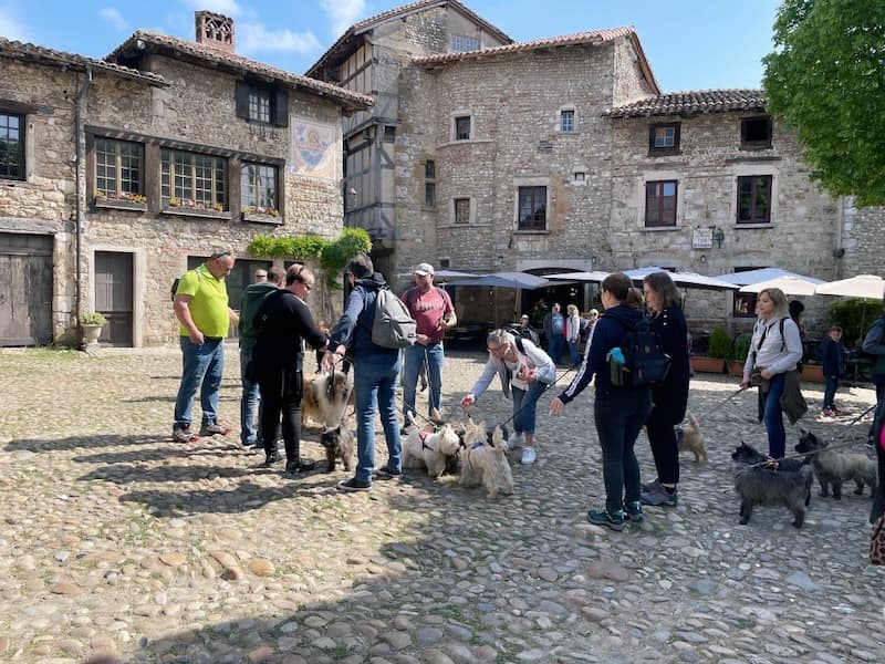 Group of dogs converge on Perouges main square
