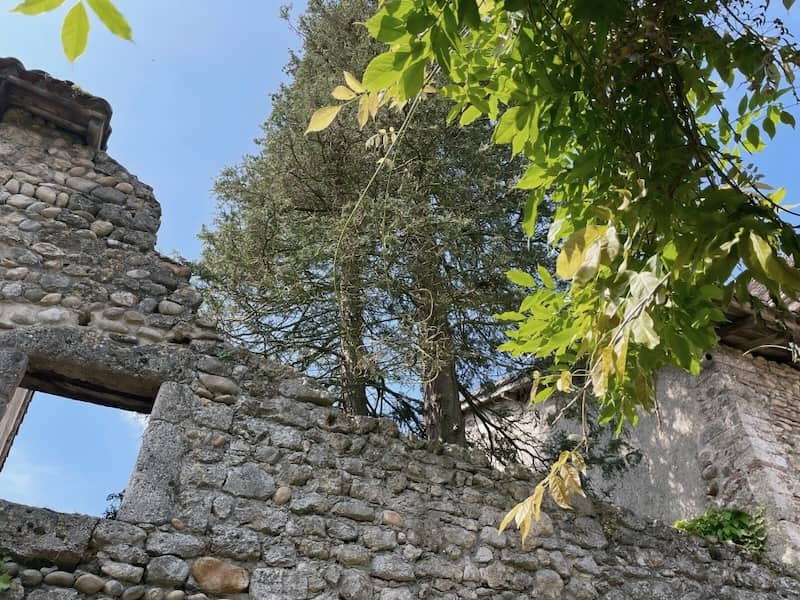 Tree growing inside an abandoned home in Perouges