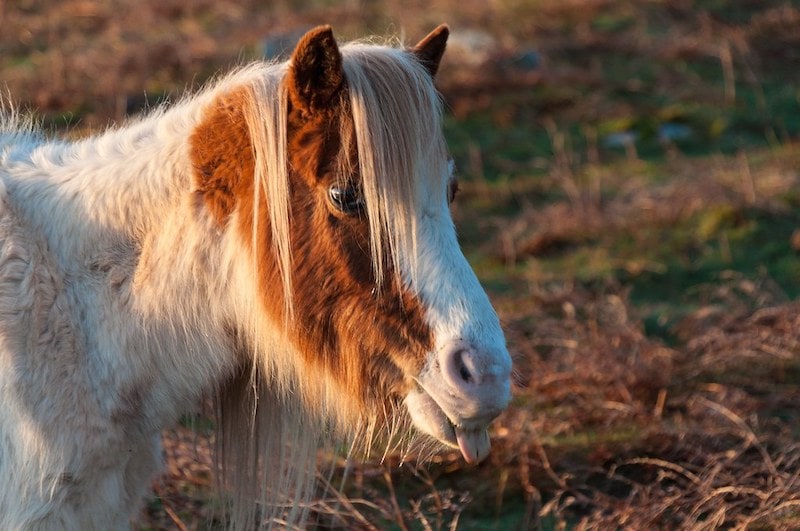 Pottok poney in the Basque region France