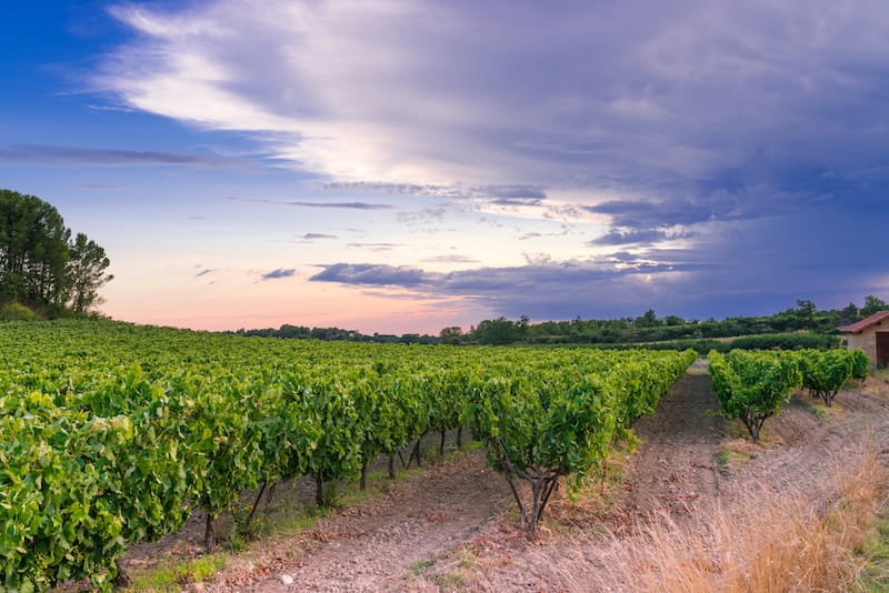 Vineyard in Provence