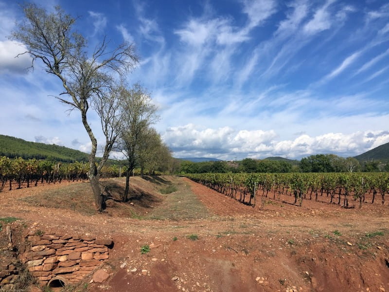 Vineyards of Provence France