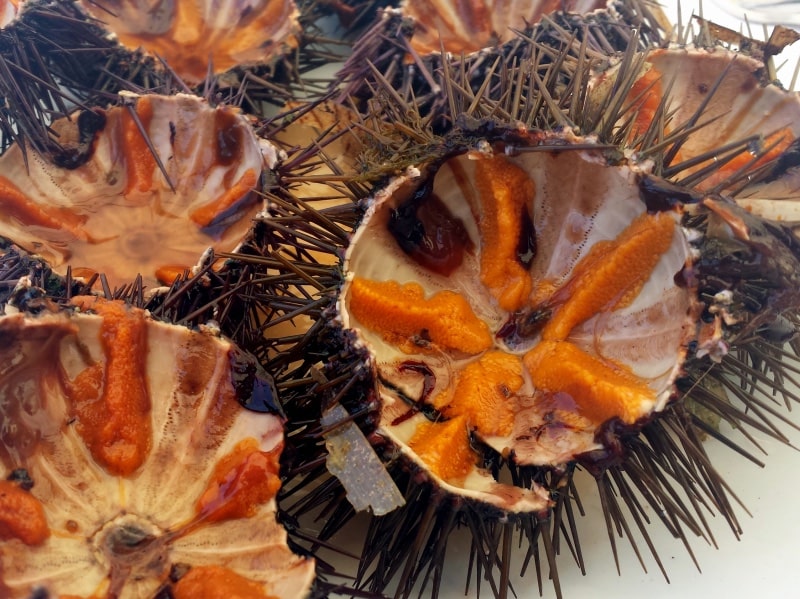 about French food - sea urchins or oursins about French food - sea urchins or oursins