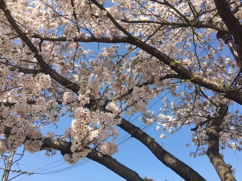 Spring blossoms in a tree in spring make it the best time to travel in France if you love to see the world coming to life.