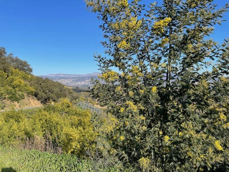 Tanneron mimosa forest