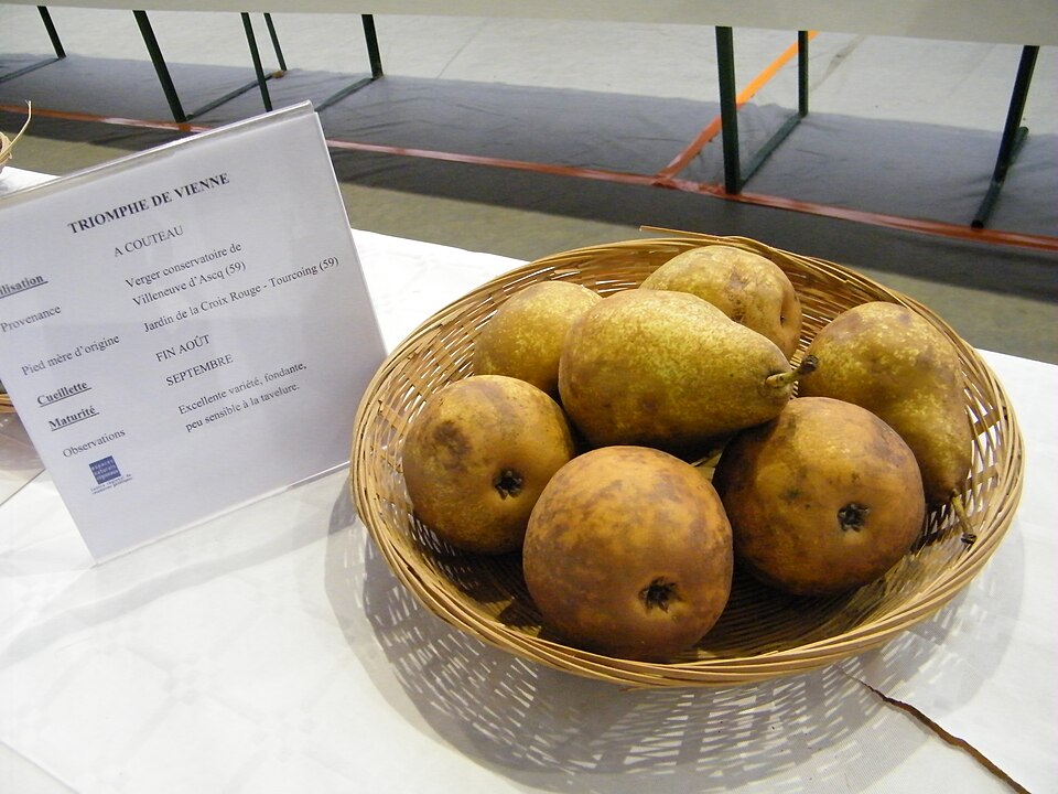 Triumph pear from Vienne, France Triumph pear from Vienne, France