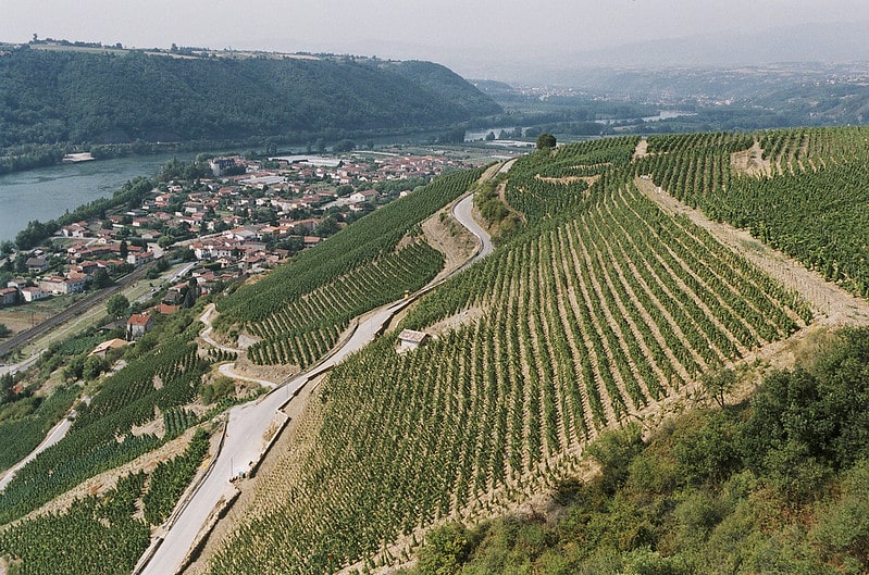 Vineyards of Vienne France Vineyards of Vienne France